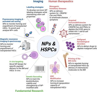 Nanoparticles targeting hematopoietic stem and progenitor cells: Multimodal carriers for the treatment of hematological diseases